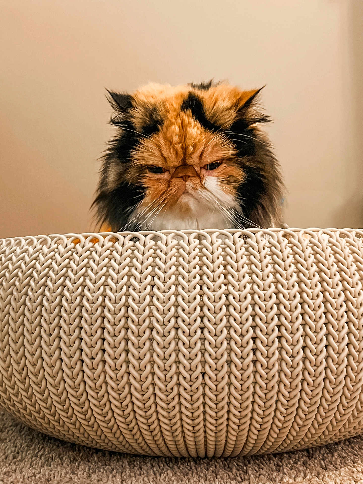 Gigi is registered to the contest to win money with this photo: cat, fluffy_cat, grumpy_cat, basket, woven_basket, indoor, pet, fur, orange_cat, black_cat, white_cat, carpet, closeup, animal, cute, expression, feline, home, texture, pattern