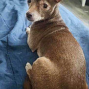 Coco is registered to the contest to win money with this photo: animal, bed, blanket, brown_dog, canine, companion, cozy, curious, dog, domestic_animal, ears, floor, furniture, home, indoors, looking_back, pet, resting, short_fur, small_dog