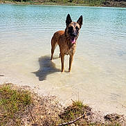 Nicky a rejoint le concours — aidez-le/la à gagner de superbes lots ! animal, canine, daylight, dog, ears_up, forest, grass, happy, lake, mud, nature, outdoor, reflection, shore, standing, sunny, tongue_out, trees, water, wet