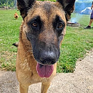 Nicky a rejoint le concours — aidez-le/la à gagner de superbes lots ! animal, backyard, black, brown, canine, close_up, concrete, daytime, dog, ears, fire_pit, german_shepherd, grass, happy, outdoor, person, pet, snout, summer, tongue_out
