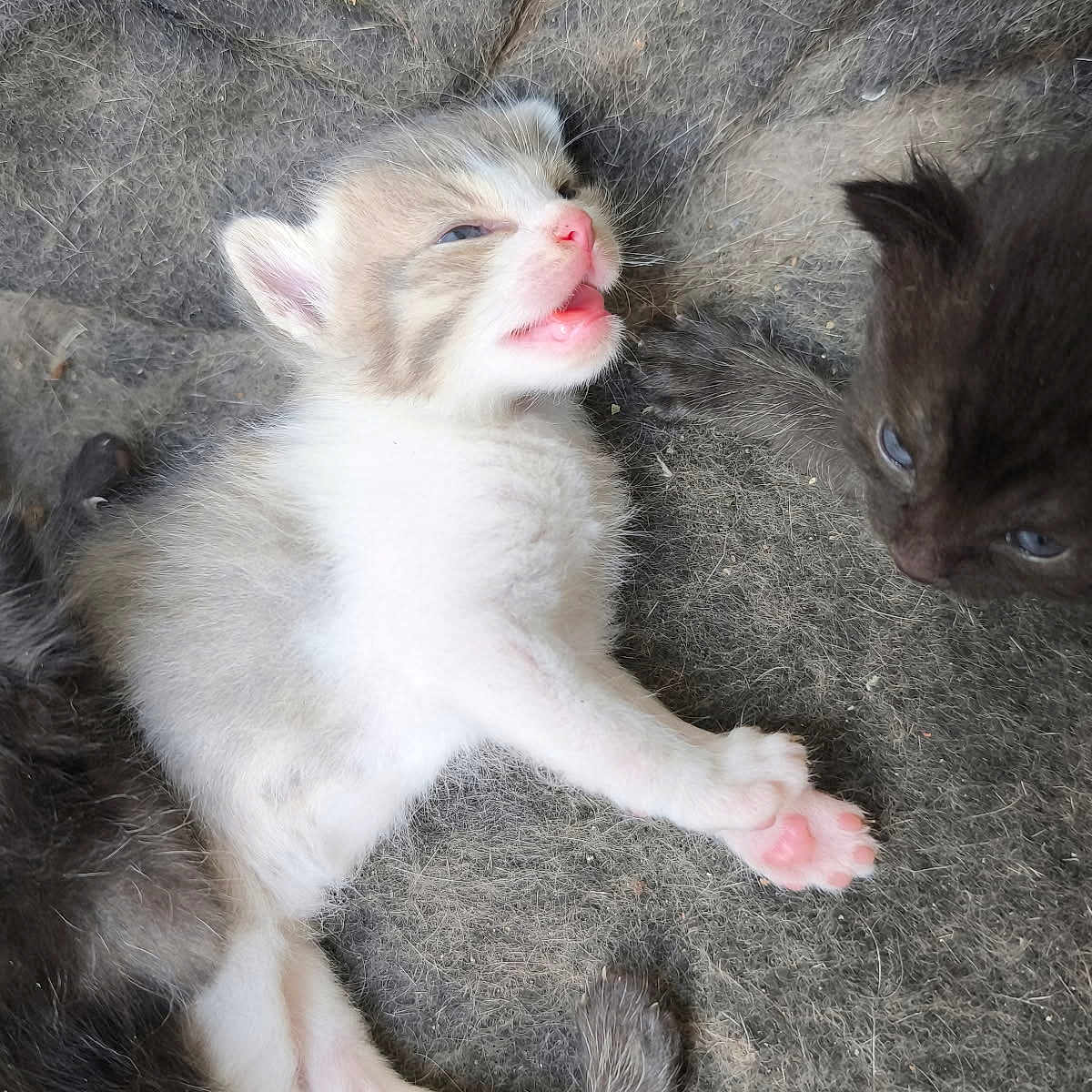 Lyma participe au concours pour gagner de l'argent avec cette photo : adorable, animal, cat, closeup, cute, feline, fur, furry, kitten, lying_down, newborn, pet, pink_paws, resting, sleepy, small, soft, two_kittens, whiskers, young