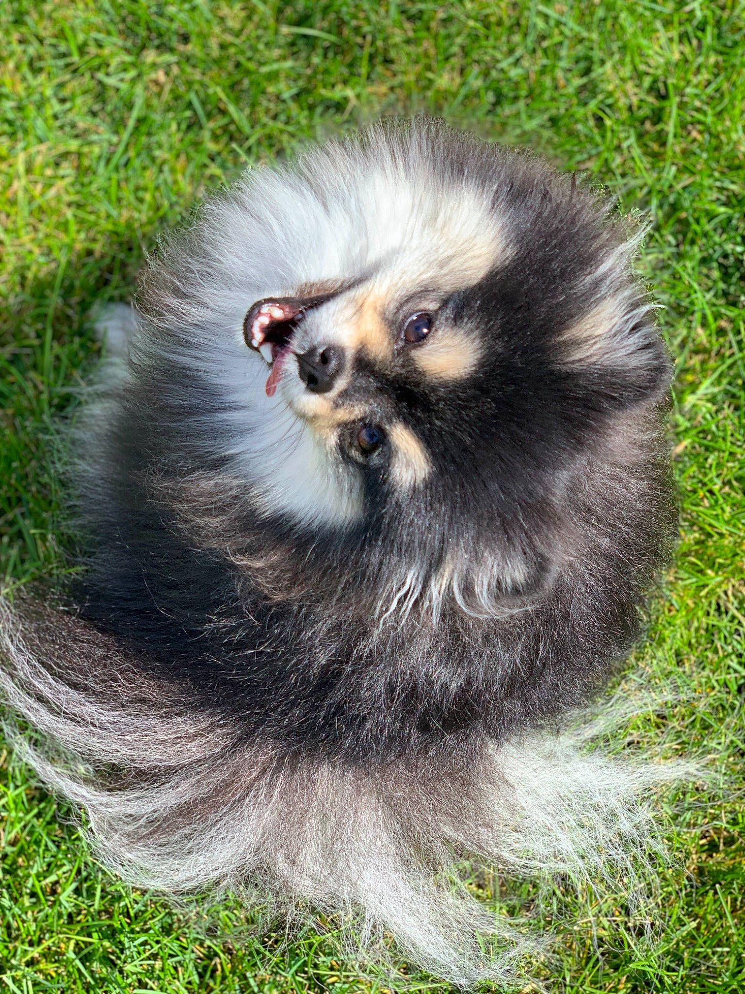 Mocha is registered to the contest to win money with this photo: canidae, carnivore, companion_dog, dog, dog_breed, fawn, german_spitz, german_spitz_klein, grass, keeshond, mammal, pomeranian, puppy, spitz, vertebrate