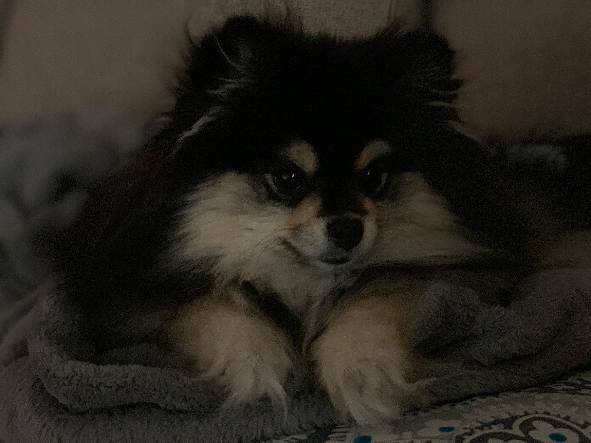 Mocha is registered to the contest to win money with this photo: canidae, carnivore, companion_dog, dog, dog_breed, finnish_lapphund, fur, german_spitz, german_spitz_mittel, mammal, non_sporting_group, pomeranian, puppy, rare_breed_dog, snout, spitz, toy_dog, vertebrate, whiskers