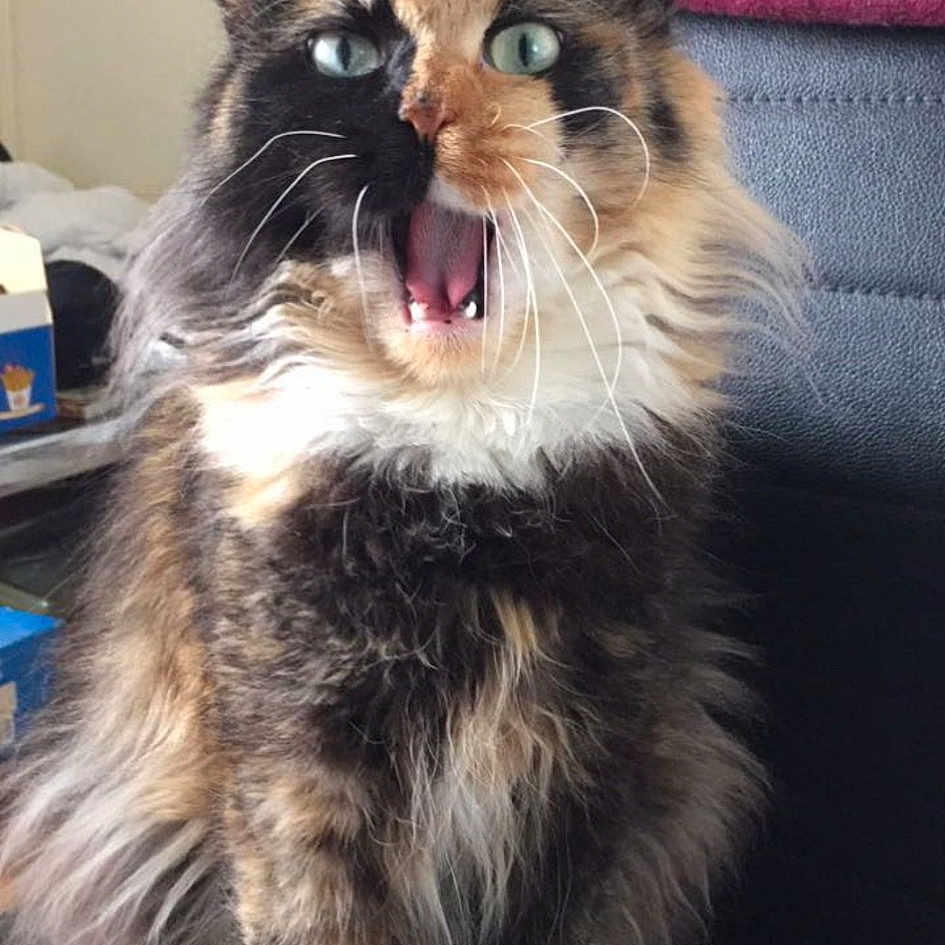 Praline