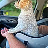 dog, curly_hair, pet, car_interior, car_seat, person, arm, white_shirt, window, greenery, blurred_background, paw, resting, side_view, indoor, affection, calm, curious, fur, animal