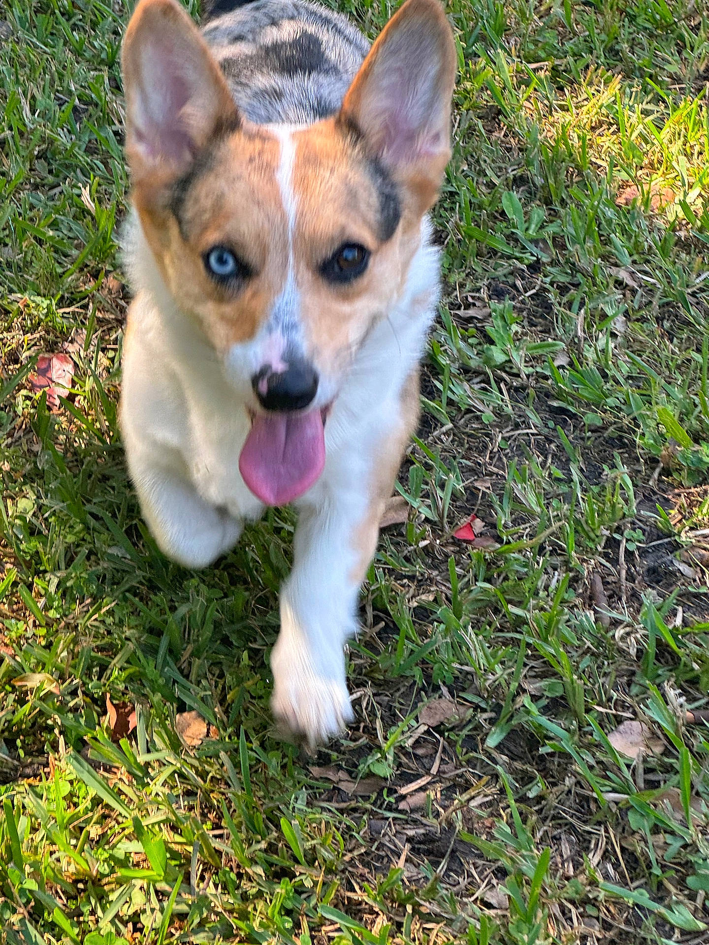 Cookie is registered to the contest to win money with this photo: accessories, animal, ball, canine, dog, football, grass, lawn, nature, outdoors, pet, plant, puppy, soccer, soccerball, sport, strap, tennis, tennisball, yard