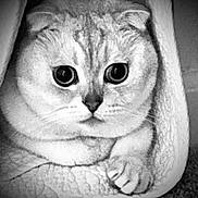 Maui joined the competition — help win amazing prizes! animal, black_and_white, blanket, cat, close_up, cozy, curious, cute, feline, fur, indoors, monochrome, paw, pet, portrait, resting, snuggled, soft_texture, whiskers, wide_eyes