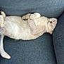 animal, blue_fabric, cat, chair, cozy, cushion, cute, domestic_animal, feline, fluffy, fur, indoor, paw, pet, relaxed, resting, sleeping, tail, whiskers, white_cat