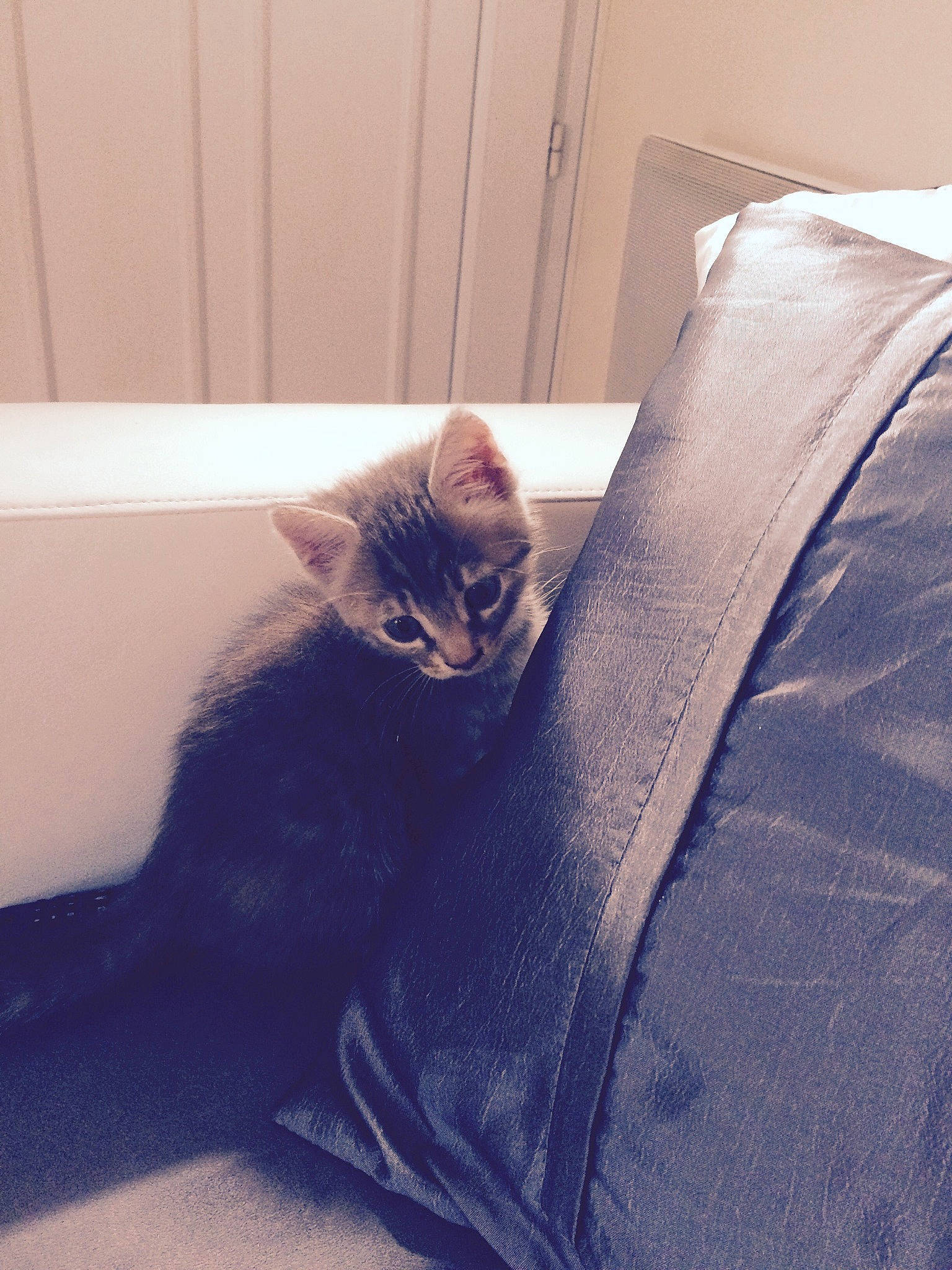 Doris a rejoint le concours — aidez-le/la à gagner de superbes lots ! bedding, black_cat, carnivore, cat, comfort, domestic_short_haired_cat, electric_blue, felidae, fur, grey, linens, pattern, room, sitting, sleeve, small_to_medium_sized_cats, tail, tints_and_shades, whiskers, wood