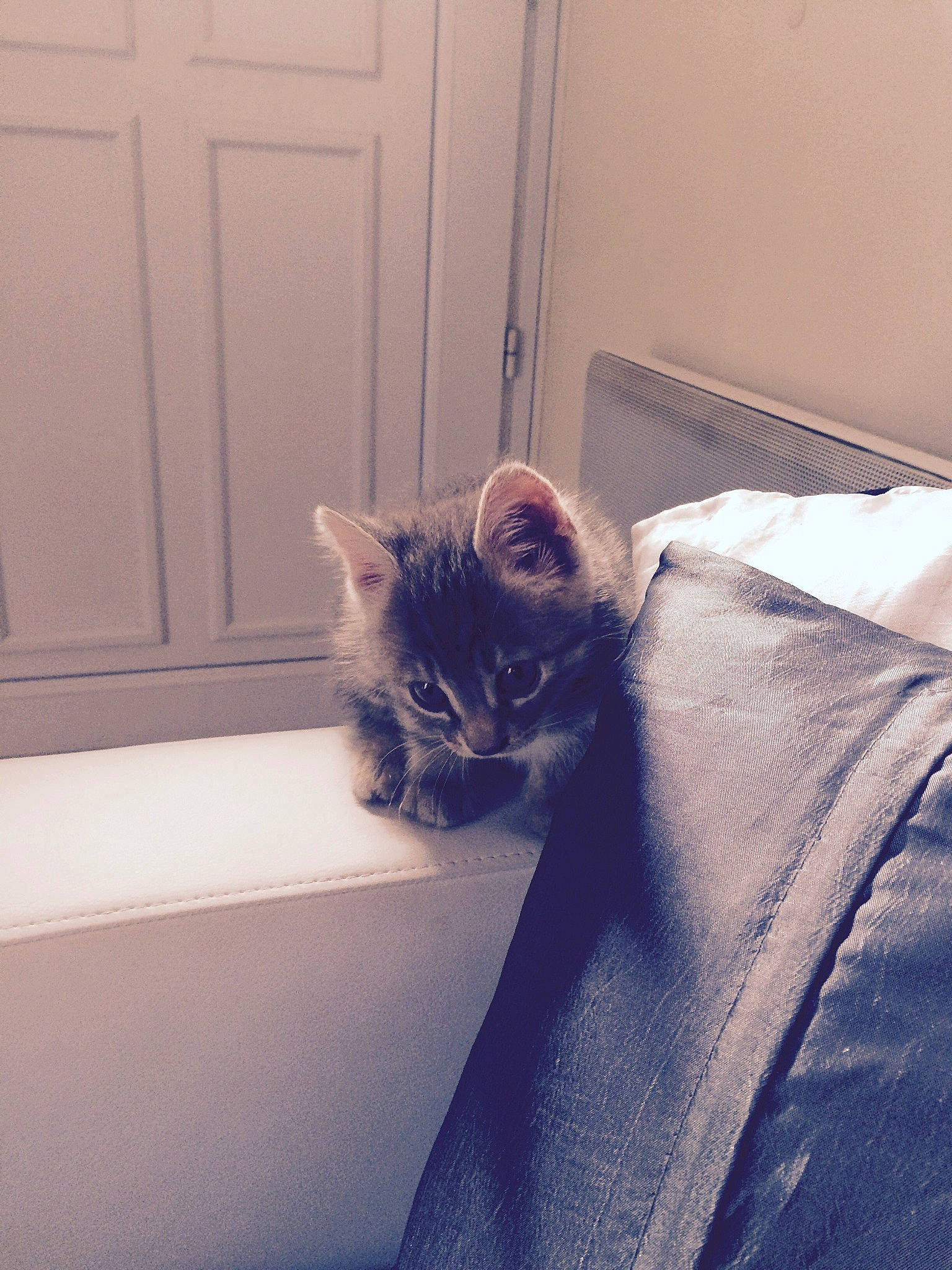 Doris participe au concours pour gagner de l'argent avec cette photo : bed, bedding, bedroom, carnivore, cat, comfort, domestic_short_haired_cat, door, felidae, fur, grey, house, linens, room, sitting, small_to_medium_sized_cats, tail, whiskers, window, wood