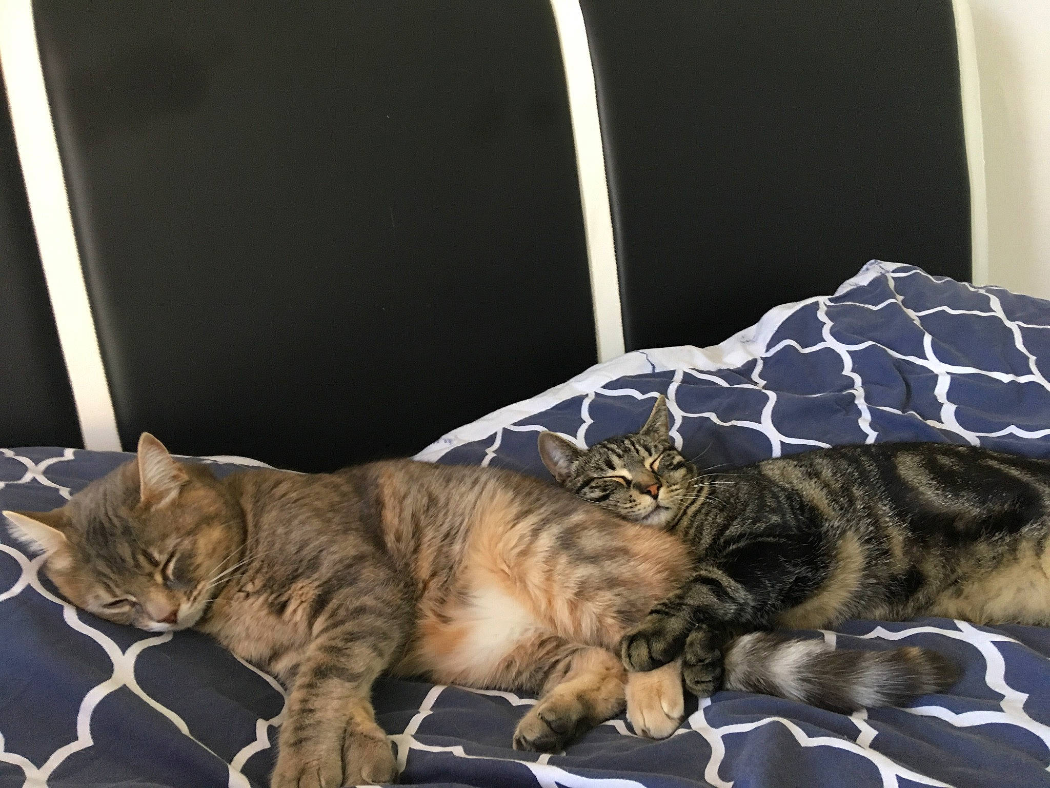 Doris participe au concours pour gagner de l'argent avec cette photo : bed, bedding, carnivore, cat, claw, comfort, domestic_short_haired_cat, felidae, fur, linens, mammal, nap, paw, room, sleep, small_to_medium_sized_cats, tail, vertebrate, whiskers