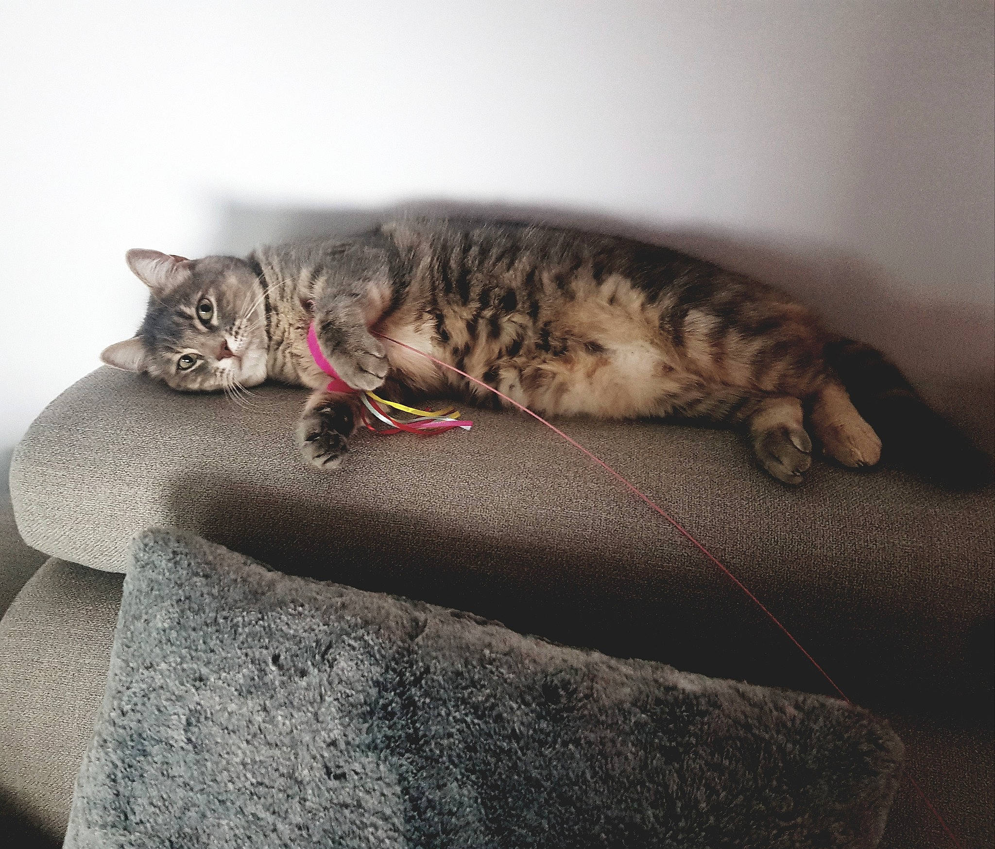 Doris a rejoint le concours — aidez-le/la à gagner de superbes lots ! carnivore, cat, claw, comfort, domestic_short_haired_cat, felidae, fur, grey, nap, paw, sitting, sleep, small_to_medium_sized_cats, snout, tail, terrestrial_animal, whiskers