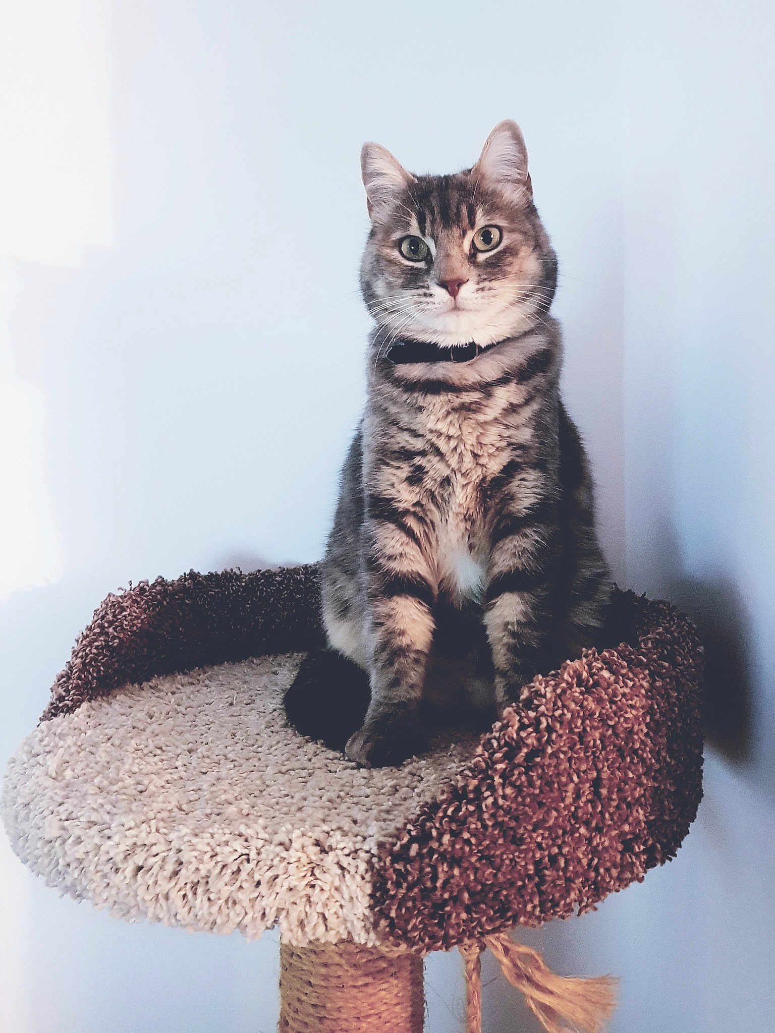 Doris