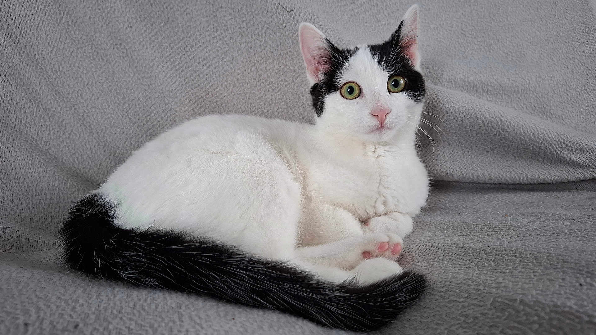 Nala a rejoint le concours — aidez-le/la à gagner de superbes lots ! animal, black, blanket, cat, closeup, curious, cute, ears, eyes, feline, fur, indoor, paws, pet, portrait, resting, tail, texture, whiskers, white