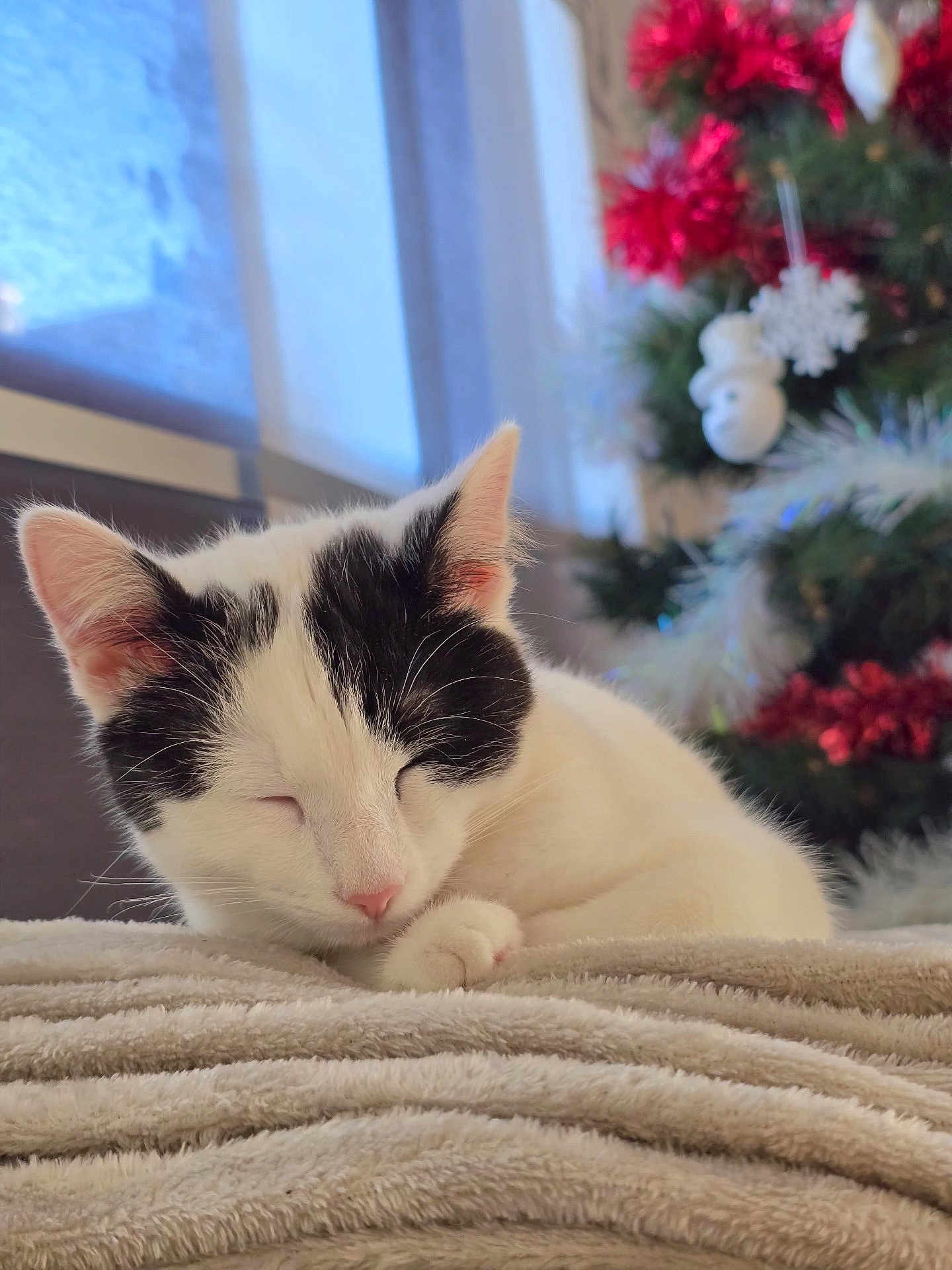 Nala participe au concours pour gagner de l'argent avec cette photo : cat, sleeping, black_and_white, pet, blanket, cozy, indoors, holiday, christmas_tree, decoration, festive, soft, nap, fur, cute, animal, relaxed, bed, warm, background_blur