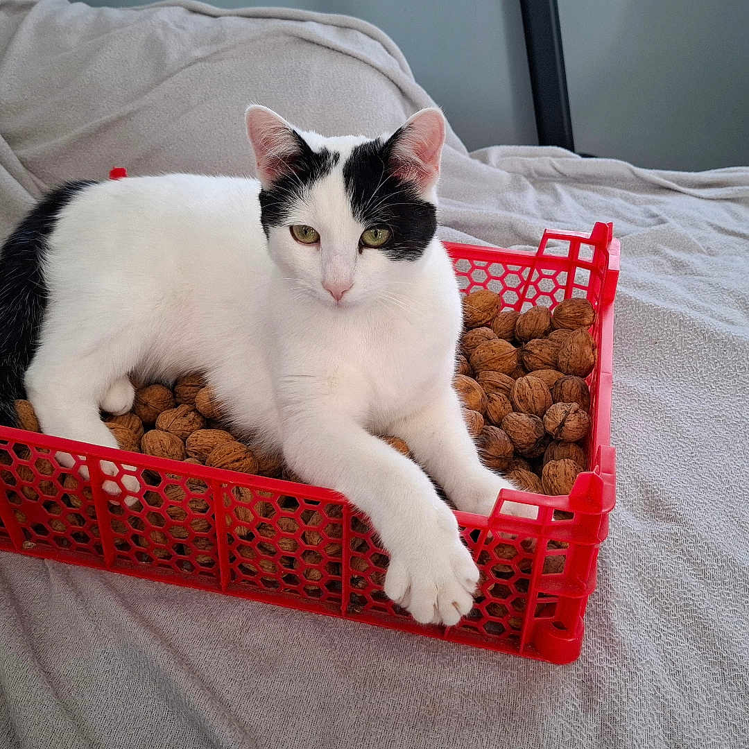 Nala participe au concours pour gagner de l'argent avec cette photo : animal, black_and_white_cat, blanket, cat, close_up, comfortable, cozy, crate, domestic_animal, feline, fur, household, indoor, laying, nuts, pet, red_crate, relaxed, resting, walnuts