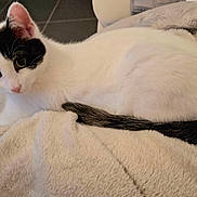 Nala participe au concours pour gagner de l'argent avec cette photo : cat, black_and_white, pet, animal, feline, resting, blanket, indoor, cute, fur, tail, ears, whiskers, soft, cozy, curious, laying, comfort, closeup, domestic