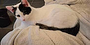 Nala participe au concours pour gagner de l'argent avec cette photo : animal, black_and_white, blanket, cat, closeup, comfort, cozy, curious, cute, domestic, ears, feline, fur, indoor, laying, pet, resting, soft, tail, whiskers