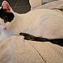 cat, black_and_white, pet, animal, feline, resting, blanket, indoor, cute, fur, tail, ears, whiskers, soft, cozy, curious, laying, comfort, closeup, domestic