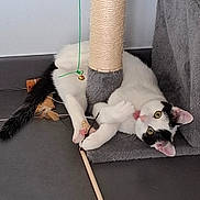 Nala participe au concours pour gagner de l'argent avec cette photo : bell, black_and_white_cat, cat, cat_face, cute, feather_toy, furniture, indoor, looking_up, paw, pink_paw, playing, scratching_post, sisal_post, tile_floor, tongue_out, toy, wall_socket, whiskers, wooden_wand