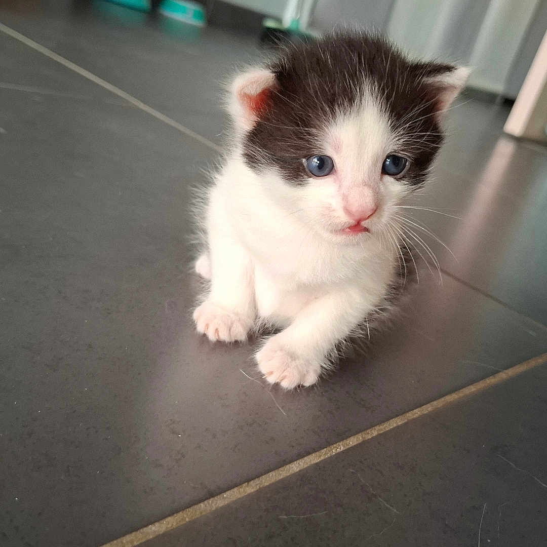Bouba a rejoint le concours — aidez-le/la à gagner de superbes lots ! kitten, cat, black_and_white, blue_eyes, floor, tile, indoor, pet, small, young, cute, feline, animal, whiskers, ears, paws, fur, curious, sitting, domestic