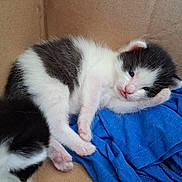 Bouba participe au concours pour gagner de l'argent avec cette photo : kitten, cat, black_and_white, sleeping, cardboard_box, blue_cloth, pet, young, fur, cute, animal, small, cozy, indoor, resting, whiskers, pink_paws, feline, soft, adorable