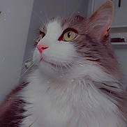 Charlie a rejoint le concours — aidez-le/la à gagner de superbes lots ! abyssinian, angora, animal, bodypart, cat, closet, cupboard, furniture, hardwood, kitten, manx, mouth, person, pet, shelf, siamese, wood