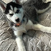 Sailor joined the competition — help win amazing prizes! adorable, animal, blanket, canine, closeup, collar, cute, dog, fur, husky, indoor, lying_down, pet, playful, puppy, resting, soft, texture, winking, young