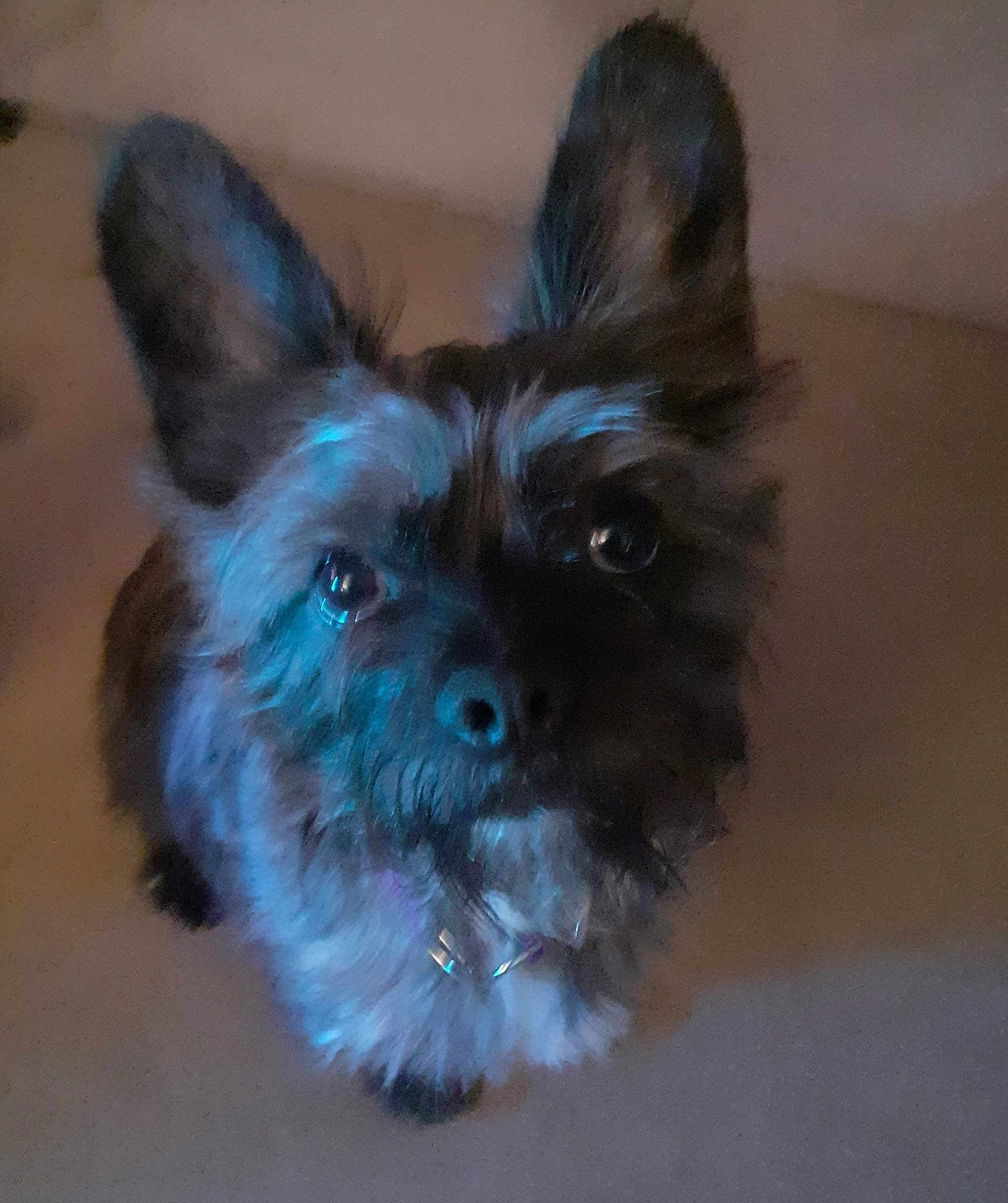 Carlo