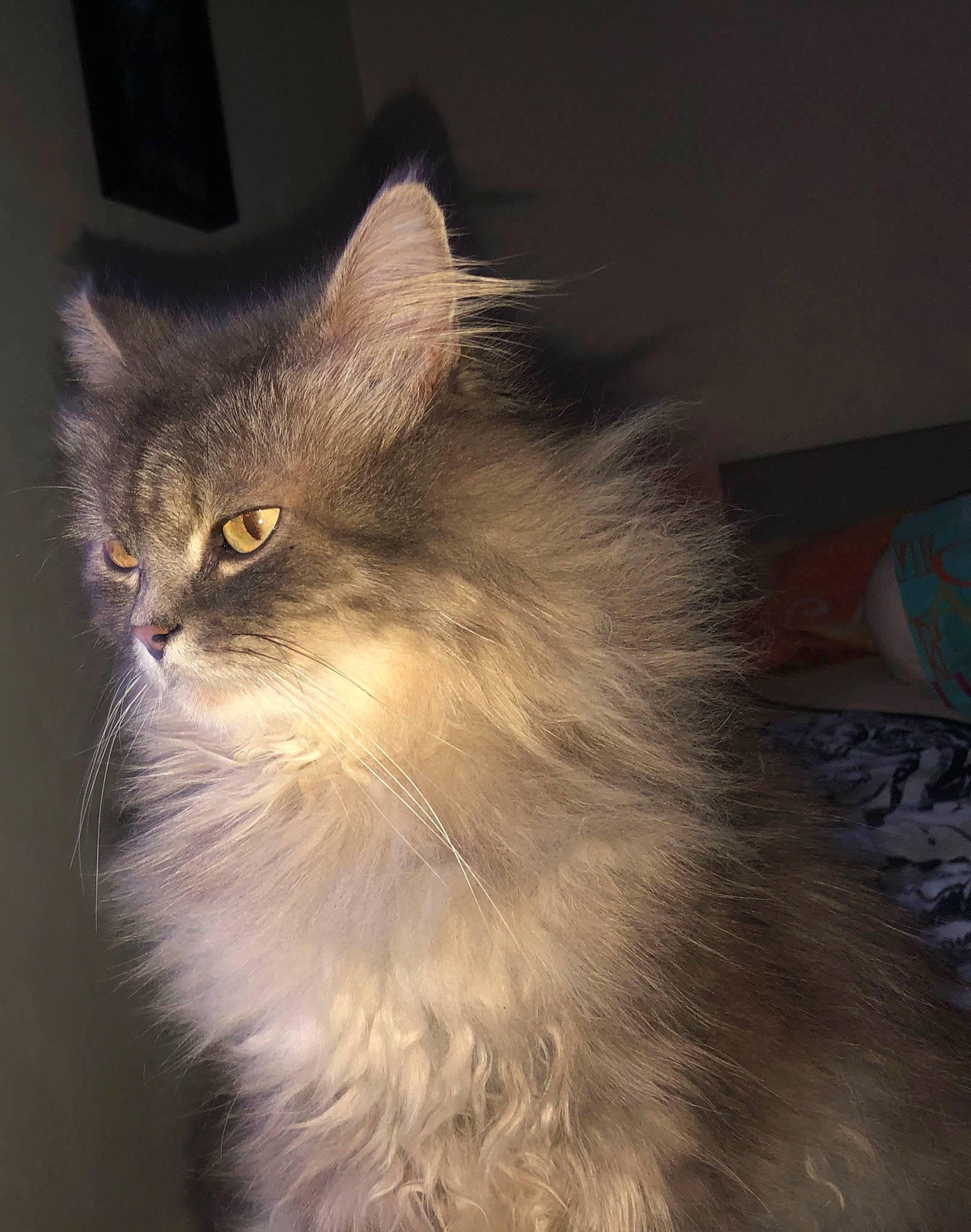 Merlin participe au concours pour gagner de l'argent avec cette photo : carnivore, cat, fawn, felidae, fur, laperm, small_to_medium_sized_cats, snout, tail, terrestrial_animal, whiskers