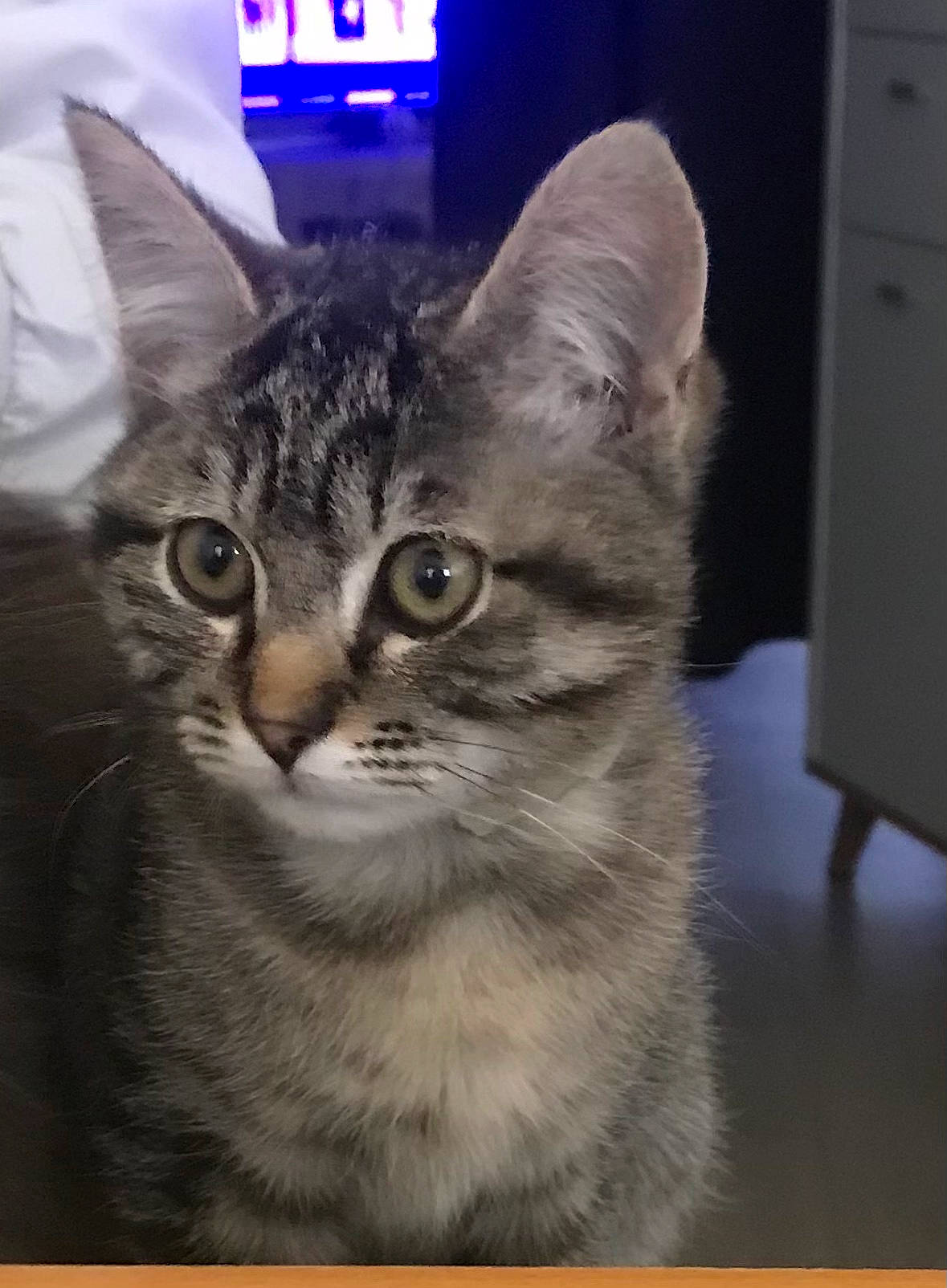 Prince participe au concours pour gagner de l'argent avec cette photo : carnivore, cat, domestic_short_haired_cat, felidae, fur, paw, photo_caption, rectangle, small_to_medium_sized_cats, snout, terrestrial_animal, whiskers, window