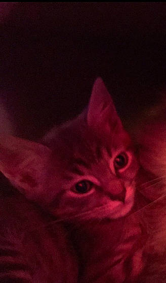 Prince a rejoint le concours — aidez-le/la à gagner de superbes lots ! art, carnivore, cat, darkness, domestic_short_haired_cat, ear, eye, felidae, fur, magenta, night, sky, small_to_medium_sized_cats, snout, tail, terrestrial_animal, visual_arts, whiskers, window, wood