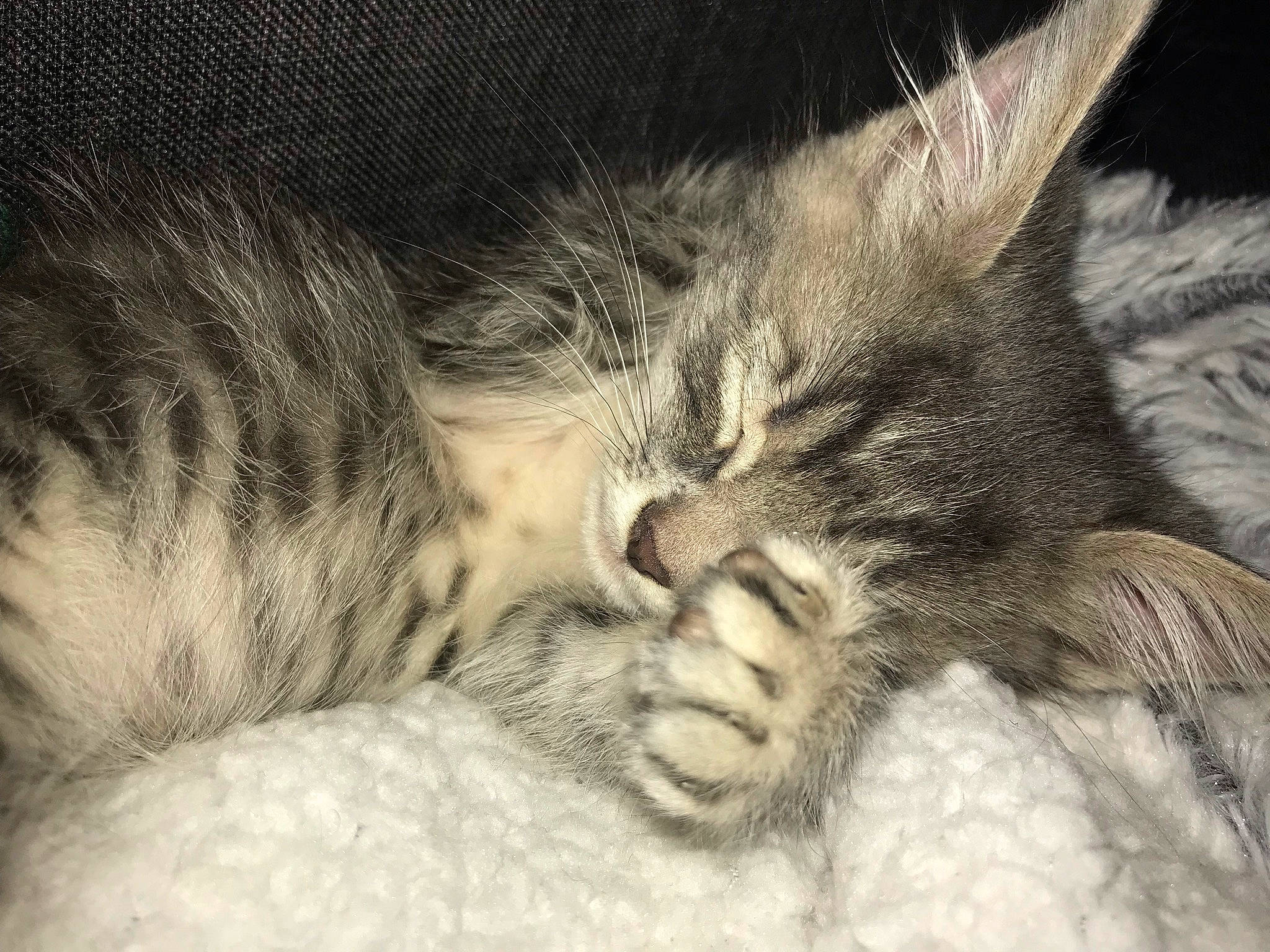 Prince participe au concours pour gagner de l'argent avec cette photo : carnivore, cat, cat_bed, claw, close_up, comfort, domestic_short_haired_cat, ear, eye, felidae, fur, gesture, hug, nap, paw, small_to_medium_sized_cats, snout, tail, whiskers, wildlife