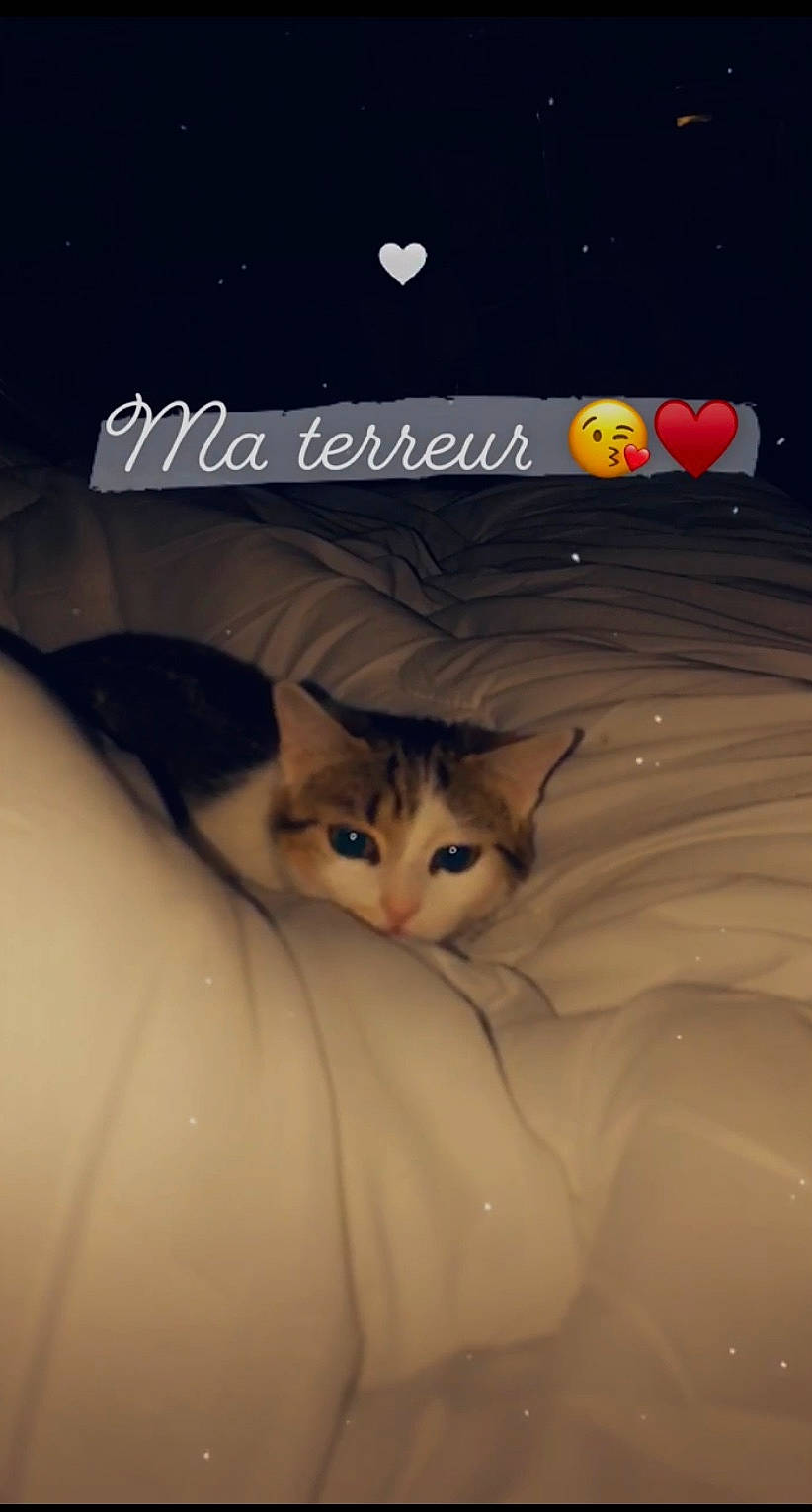 Daffy a rejoint le concours — aidez-le/la à gagner de superbes lots ! art, carnivore, cat, darkness, domestic_short_haired_cat, felidae, font, fur, illustration, paw, photo_caption, small_to_medium_sized_cats, snout, tail, terrestrial_animal, tree, whiskers, wildlife, wood