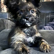 Bambam joined the competition — help win amazing prizes! animal, canine, closeup, companion, couch, cozy, curtain, cute, dog, ears, eyes, fur, furniture, home, indoor, pet, portrait, puppy, relaxing, whiskers