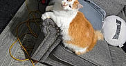Buddy joined the competition — help win amazing prizes! cat, orange_and_white, fluffy, pet, animal, couch, sofa, living_room, gray_blanket, cushion, baseball_cap, spray_bottle, yellow_cable, carpet, floor, indoor, relaxed, sitting, head_tilt, portrait
