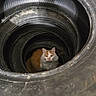 cat, orange_cat, white_cat, animal, pet, feline, sitting, looking_at_camera, whiskers, ears, eyes, fur, tire, tires, rubber, tunnel, industrial, closeup, centered_composition, indoors