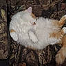 Buddy joined the competition — help win amazing prizes! cat, white_cat, orange_cat, fluffy, sleeping, lying_down, pet, animal, feline, tail, fur, camouflage, chair, indoor, relaxed, cute, nap, portrait, cushioned_seat, photography
