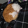 Buddy joined the competition — help win amazing prizes! cat, sleeping, curled_up, orange_and_white, fluffy, pet, animal, indoors, blanket, bed, cozy, resting, fur, whiskers, ears, tail, portrait, close_up, relaxed, home