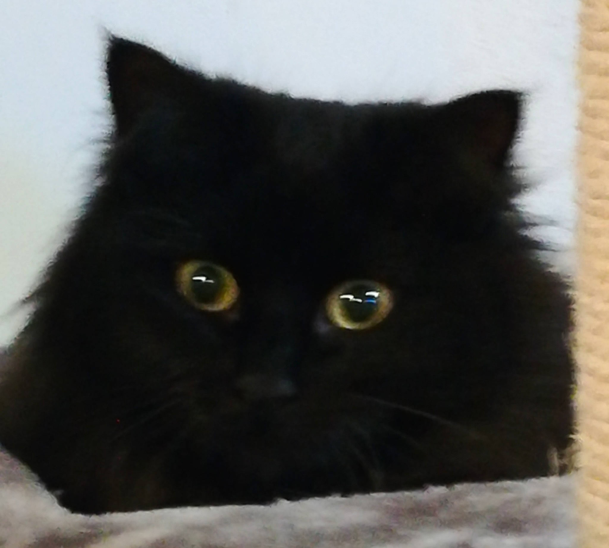 Tricot participe au concours pour gagner de l'argent avec cette photo : asian_semi_longhair, black, black_cat, bombay, british_longhair, british_semi_longhair, british_shorthair, carnivore, cat, domestic_long_haired_cat, eye, felidae, fur, iris, mammal, norwegian_forest_cat, persian, small_to_medium_sized_cats, snout, whiskers