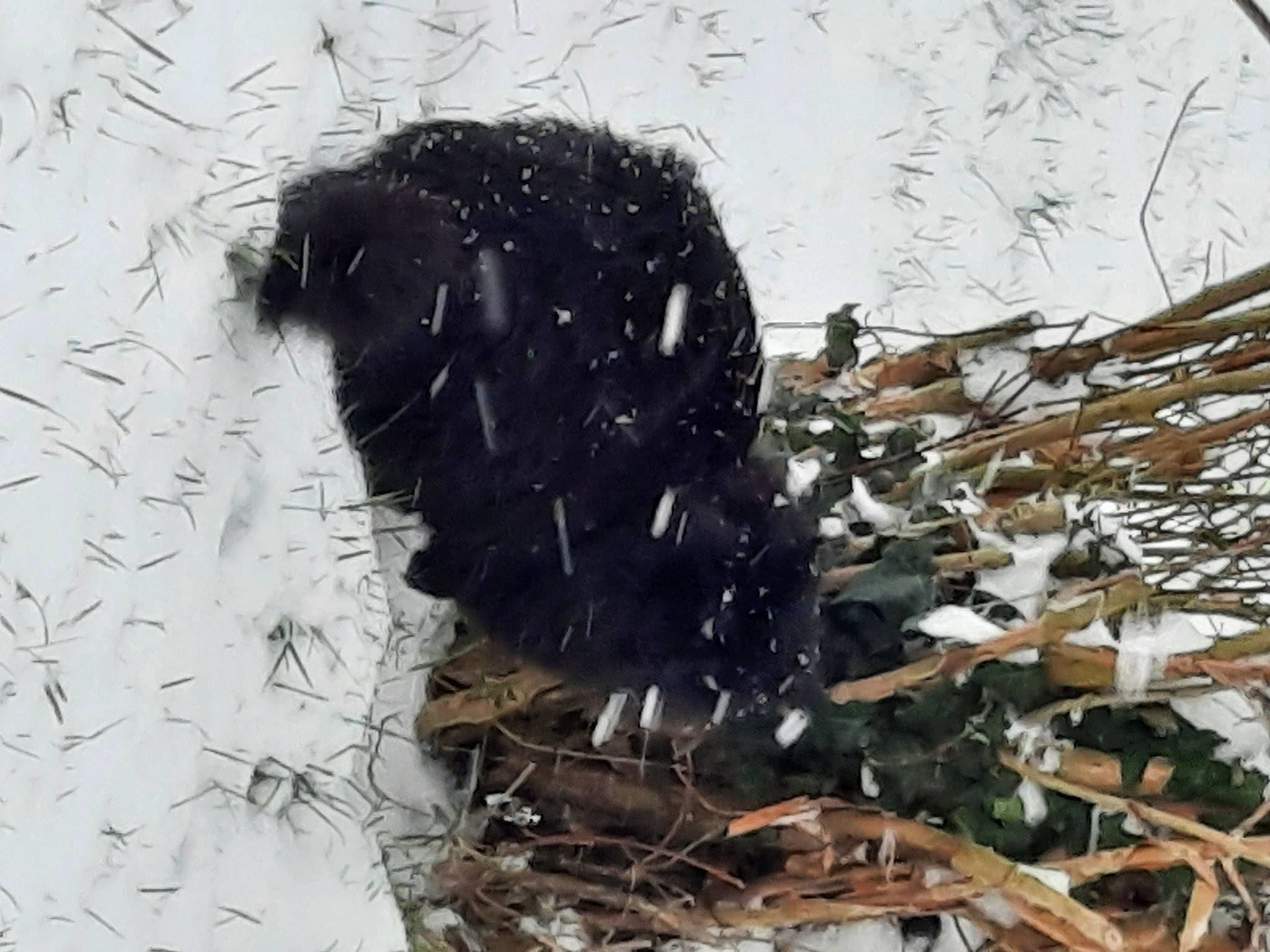 Tricot a rejoint le concours — aidez-le/la à gagner de superbes lots ! snow