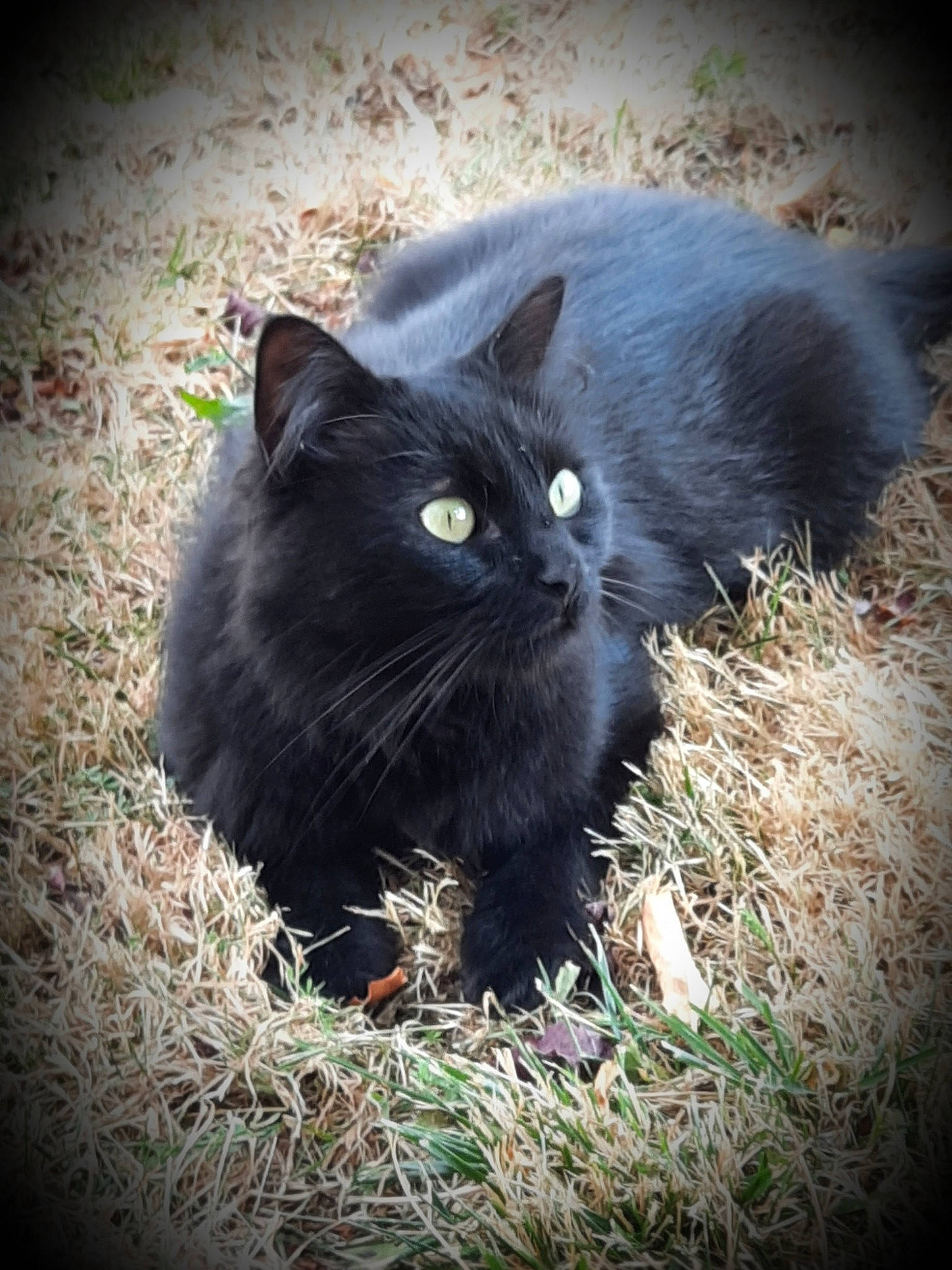 Tricot a rejoint le concours — aidez-le/la à gagner de superbes lots ! asian_semi_longhair, black_cat, british_semi_longhair, carnivore, cat, domestic_long_haired_cat, domestic_short_haired_cat, eye, felidae, fur, grass, mammal, nebelung, norwegian_forest_cat, plant, russian_blue, small_to_medium_sized_cats, snout, whiskers