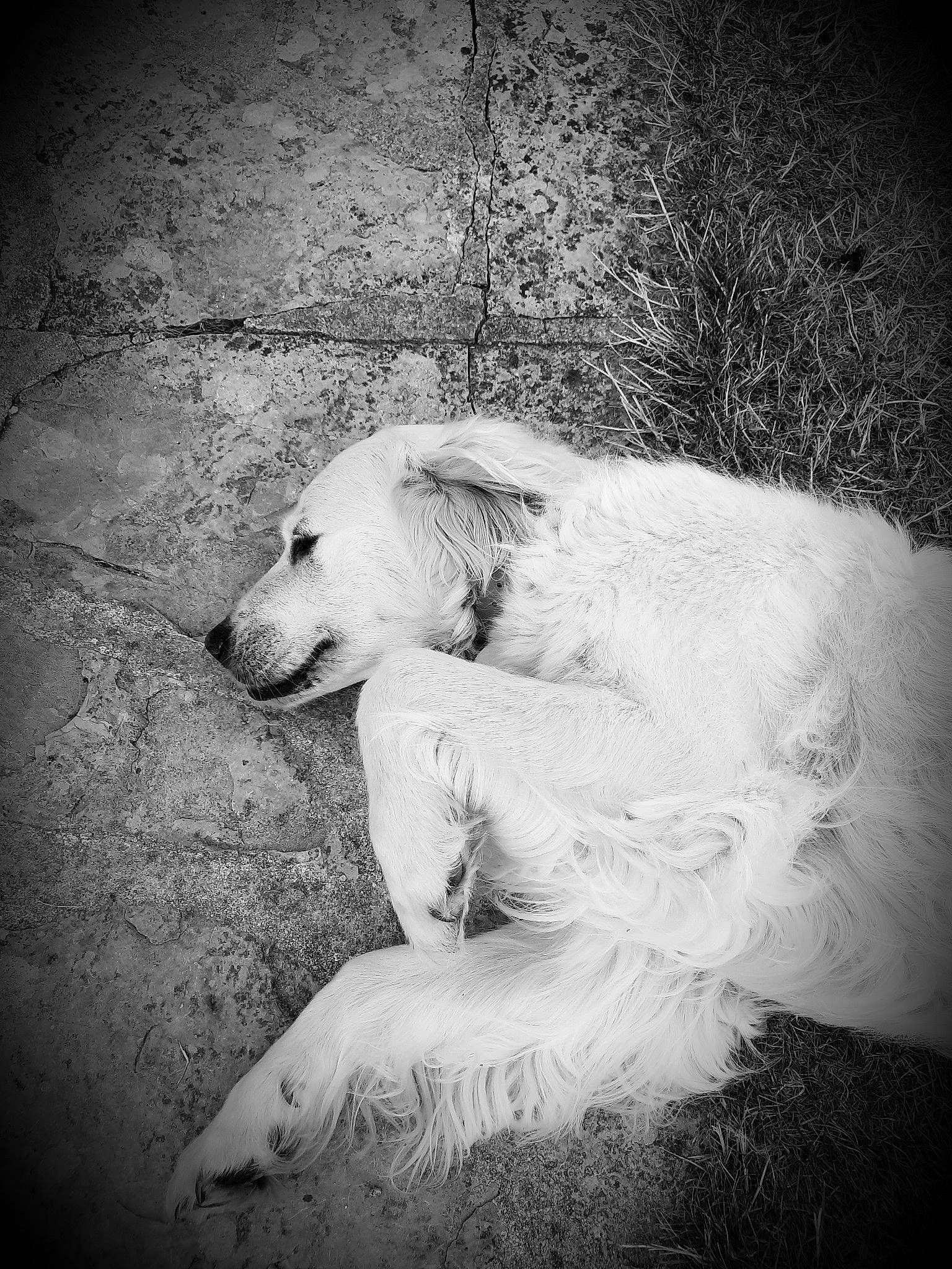 E-mail participe au concours pour gagner de l'argent avec cette photo : black, black_and_white, canidae, carnivore, dog, dog_breed, fur, golden_retriever, monochrome, monochrome_photography, photography, retriever, snout, sporting_group, stock_photography, street_dog, style, white