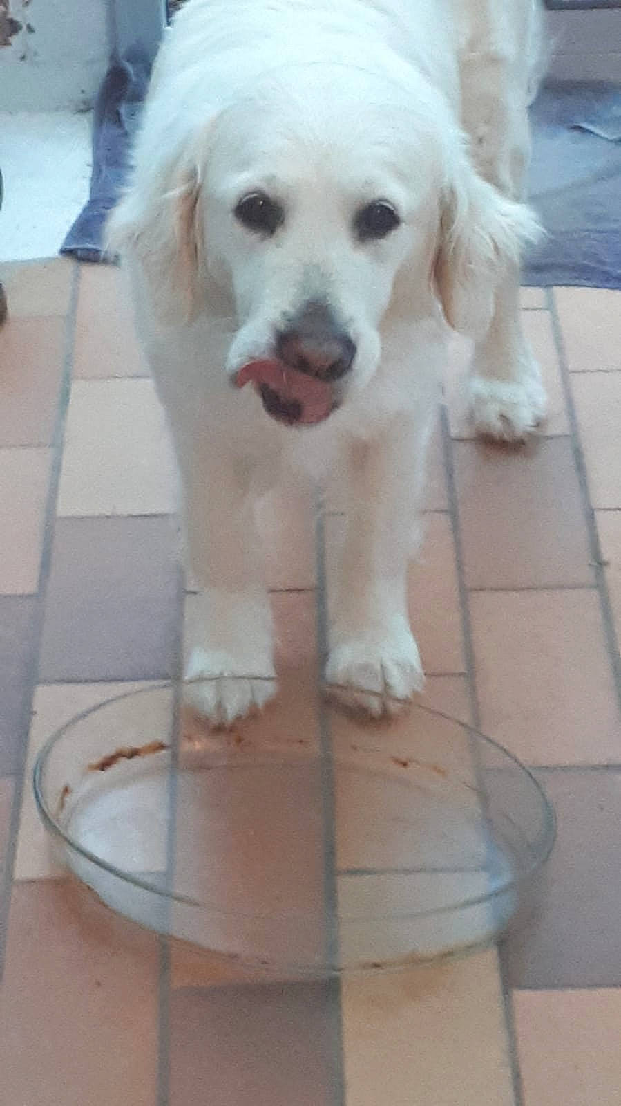 E-mail participe au concours pour gagner de l'argent avec cette photo : canidae, carnivore, companion_dog, dog, dog_breed, fawn, golden_retriever, kintamani, mammal, mucuchies, nose, puppy, rare_breed_dog, retriever, small_greek_domestic_dog, snout, sporting_group, tail, vertebrate