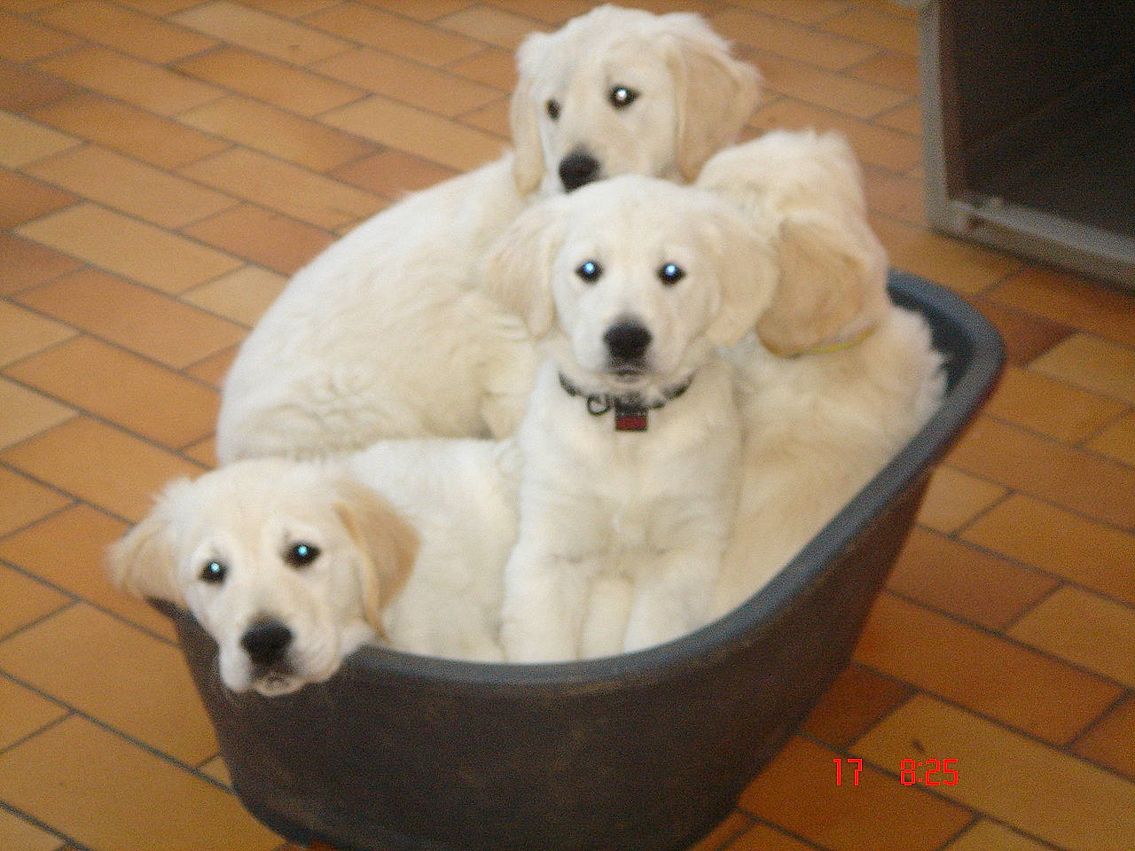 E-mail a rejoint le concours — aidez-le/la à gagner de superbes lots ! akbash_dog, canidae, carnivore, companion_dog, dog, dog_breed, golden_retriever, great_pyrenees, kuvasz, labrador_retriever, livestock_guardian_dog, mammal, maremma_sheepdog, polish_tatra_sheepdog, puppy, rare_breed_dog, retriever, slovak_cuvac, sporting_group, vertebrate