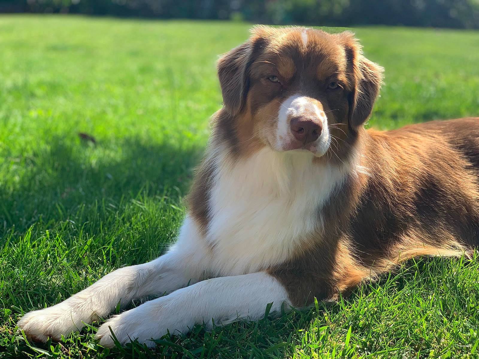 Ouest participe au concours pour gagner de l'argent avec cette photo : australian_shepherd, canidae, carnivore, companion_dog, dog, dog_breed, english_shepherd, grass, kromfohrlander, mammal, miniature_australian_shepherd, rare_breed_dog, sporting_group, vertebrate, welsh_sheepdog