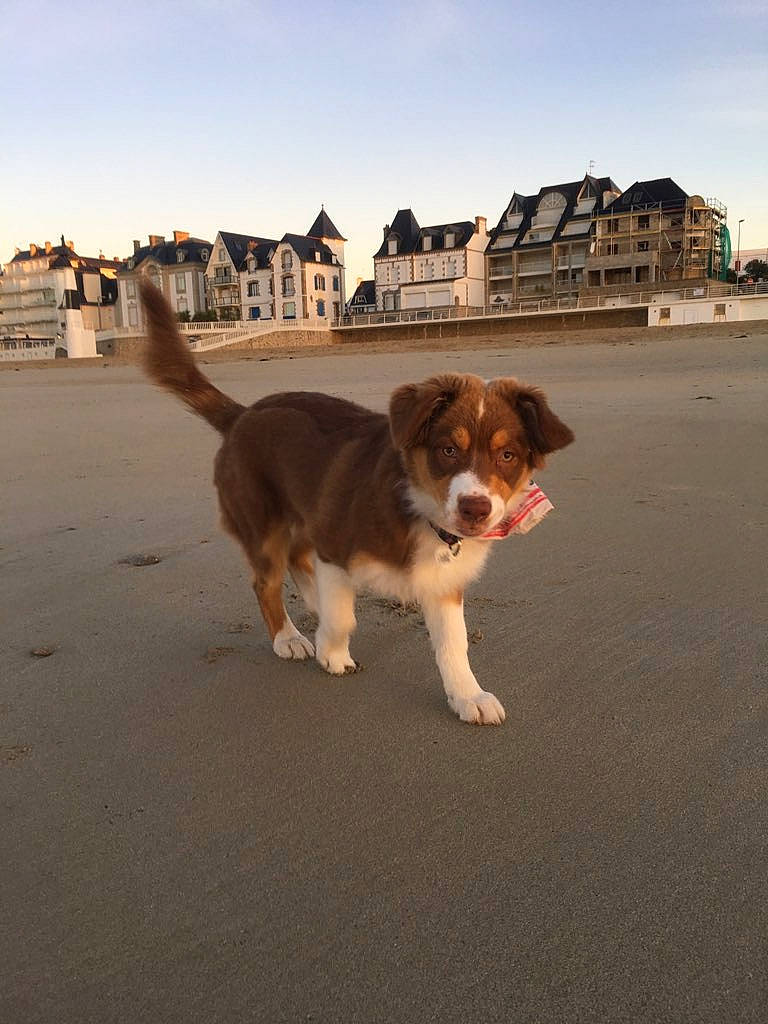 Ouest participe au concours pour gagner de l'argent avec cette photo : australian_shepherd, canidae, carnivore, companion_dog, dog, dog_breed, english_shepherd, mammal, rafeiro_do_alentejo, sporting_group, vertebrate, working_dog