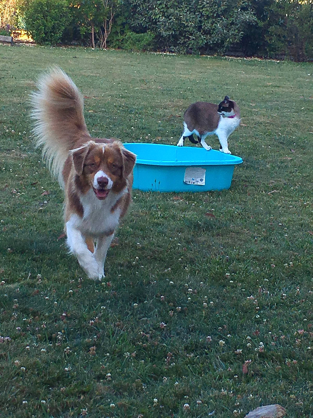 Ouest a rejoint le concours — aidez-le/la à gagner de superbes lots ! canidae, carnivore, cavalier_king_charles_spaniel, companion_dog, dog, dog_breed, drentse_patrijshond, grass, king_charles_spaniel, kooikerhondje, lawn, mammal, phalene, play, spaniel, sporting_group, vertebrate, welsh_springer_spaniel