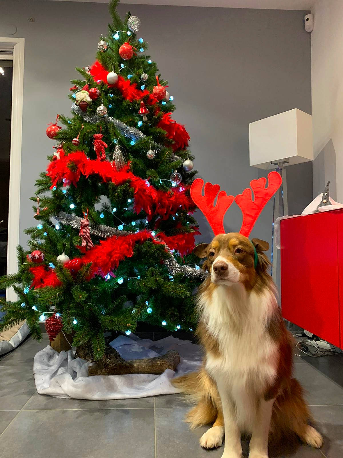 Ouest a rejoint le concours — aidez-le/la à gagner de superbes lots ! australian_shepherd, canidae, carnivore, christmas, christmas_decoration, christmas_eve, christmas_ornament, christmas_tree, collie, companion_dog, conifer, dog, dog_breed, interior_design, mammal, plant, rough_collie, shetland_sheepdog, sporting_group, tree