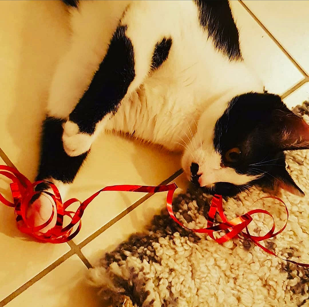 Pistache a rejoint le concours — aidez-le/la à gagner de superbes lots ! canidae, carnivore, cat, felidae, fur, small_to_medium_sized_cats, sporting_group, whiskers